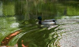 schwimmende Ente im Teich | © © Photographien Thomas Klinger, www.atelierklinger.de